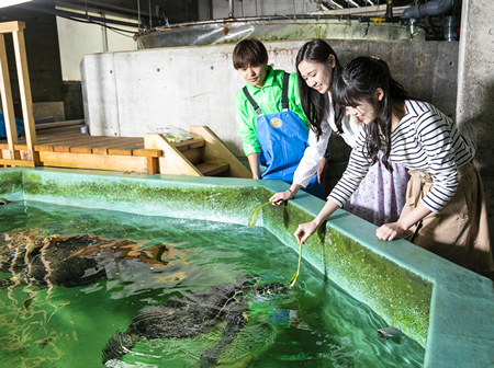 予備水槽のウミガメにエサやり