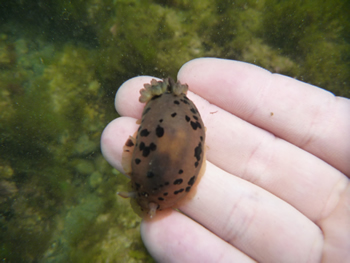 磯の生物観察会の様子