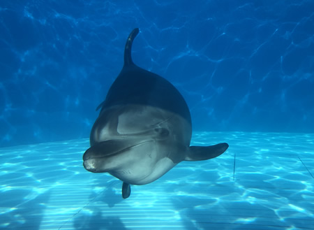 福井でプロポーズするなら越前松島水族館