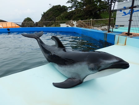 ツートンカラーのカマイルカ