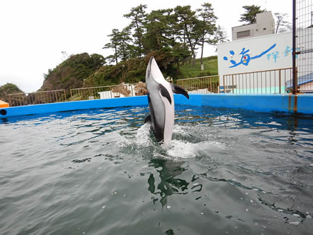 ツートンカラーのカマイルカ
