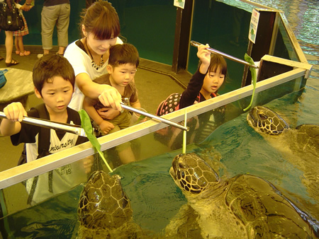 ウミガメへの餌やり