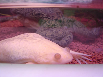 アフリカツメガエル