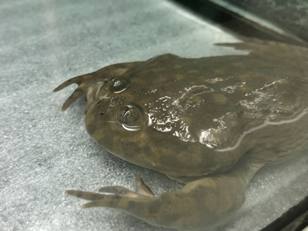 コバルトヤドクガエル