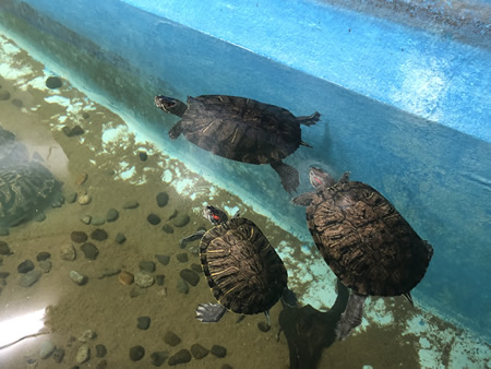 ワニガメ