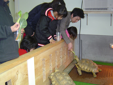 ケヅメリクガメに餌やり