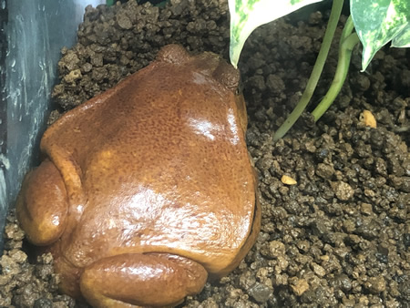 ケヅメリクガメに餌やり