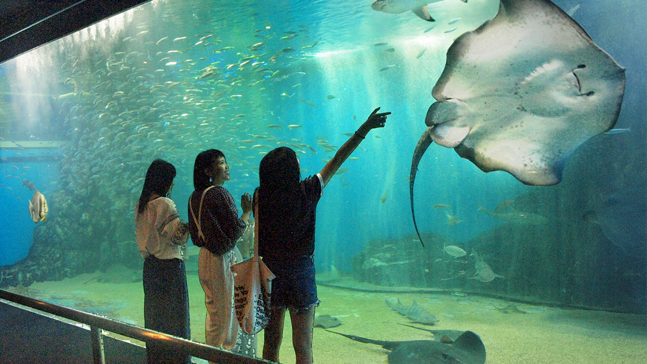 越前松島水族館[公式] 割引クーポンも♪ 見て・ふれて・楽しく学べる