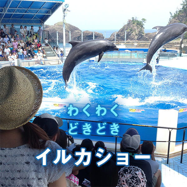 越前松島水族館[公式] 割引クーポンも♪ 見て・ふれて・楽しく学べる