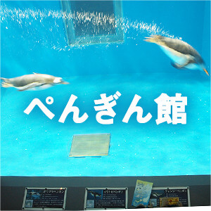 越前松島水族館[公式] 割引クーポンも♪ 見て・ふれて・楽しく学べる