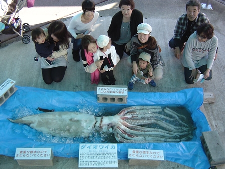 ダイオウイカの漂着