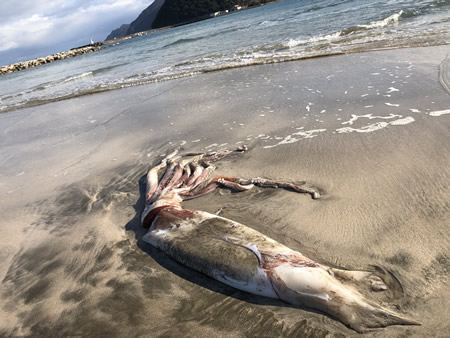 ダイオウイカの漂着