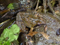 ナガレタゴガエルの繁殖に成功しました！