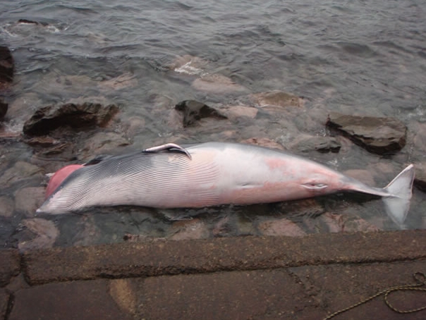 ミンククジラの漂着