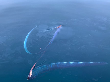 漂着生物の調査 越前松島水族館公式サイト 見て ふれて 楽しく学べる日本海の国定公園に面した水族館