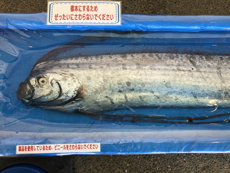 越前松島水族館公式サイト 見て ふれて 楽しく学べる日本海の国定公園に面した水族館 越前松島水族館公式サイト 見て ふれて 楽しく学べる日本海の国定公園に面した水族館