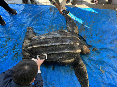 リュウグウノツカイの漂着