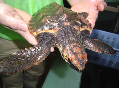 アカウミガメの子どもの保護