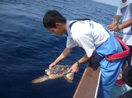 アカウミガメの放流