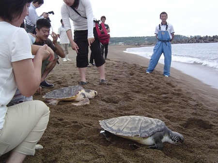 保護していたウミガメの放流