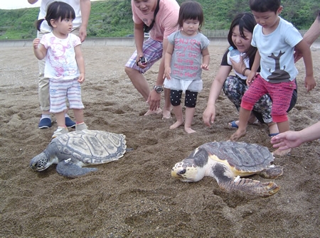 保護していたウミガメの放流