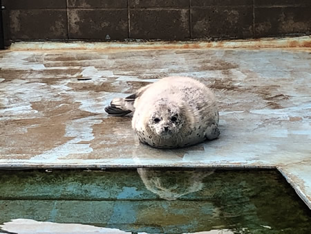 さわってみよう！