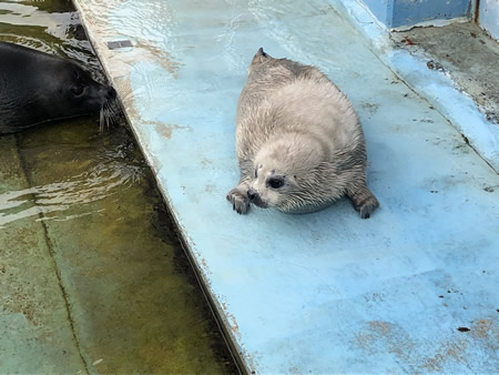 水中を泳ぐアザラシ