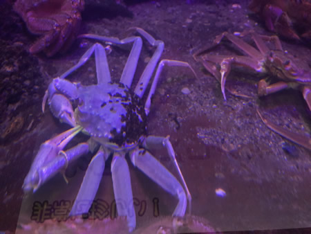 全国各地の動物園、水族館が参加！！いきものAZ