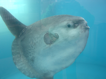 マンボウ 越前松島水族館公式サイト 見て ふれて 楽しく学べる日本海の国定公園に面した水族館