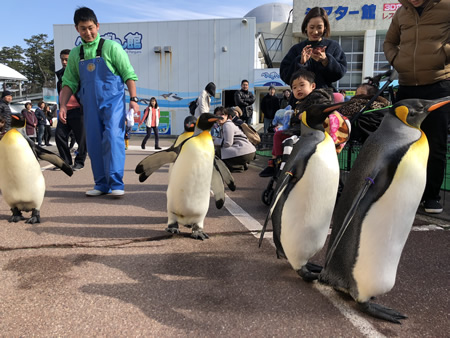 冬季限定の、オウサマペンギンのお散歩タイム