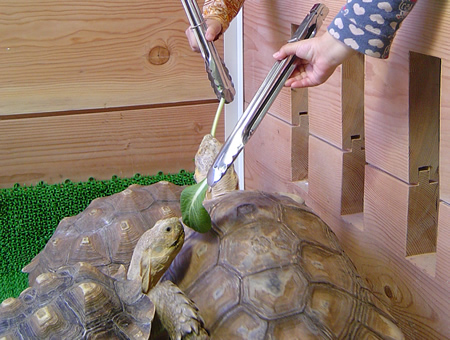 ケヅメリクガメの餌やり