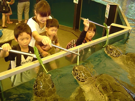 ウミガメの餌やり