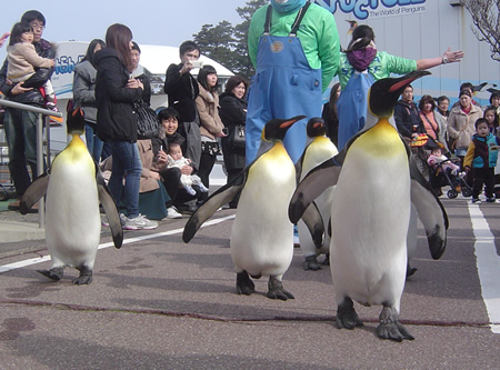 体の大きなオウサマペンギン