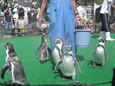 ペンギンたちのおさんぽ