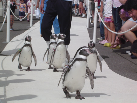 ペンギンたちのおさんぽ