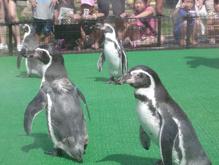 ペンギンたちのおさんぽ